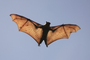 bat1