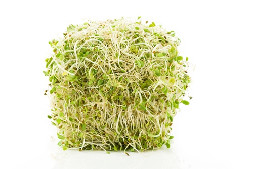 alfalfa sprouts