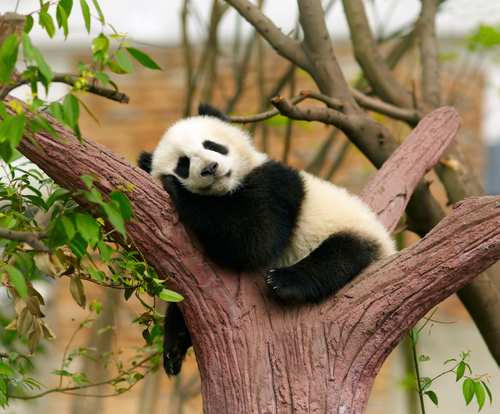 Panda toddler