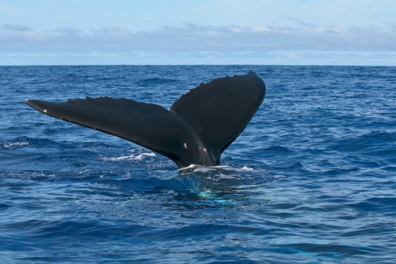 Whale phishing